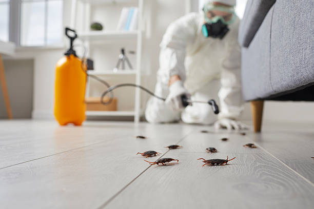 Trusted Rodent Control service in Hudson, FL - Nex Pest Control
